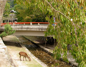 Miyajima deers roam freely