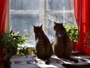 Kissojen oma sivusto